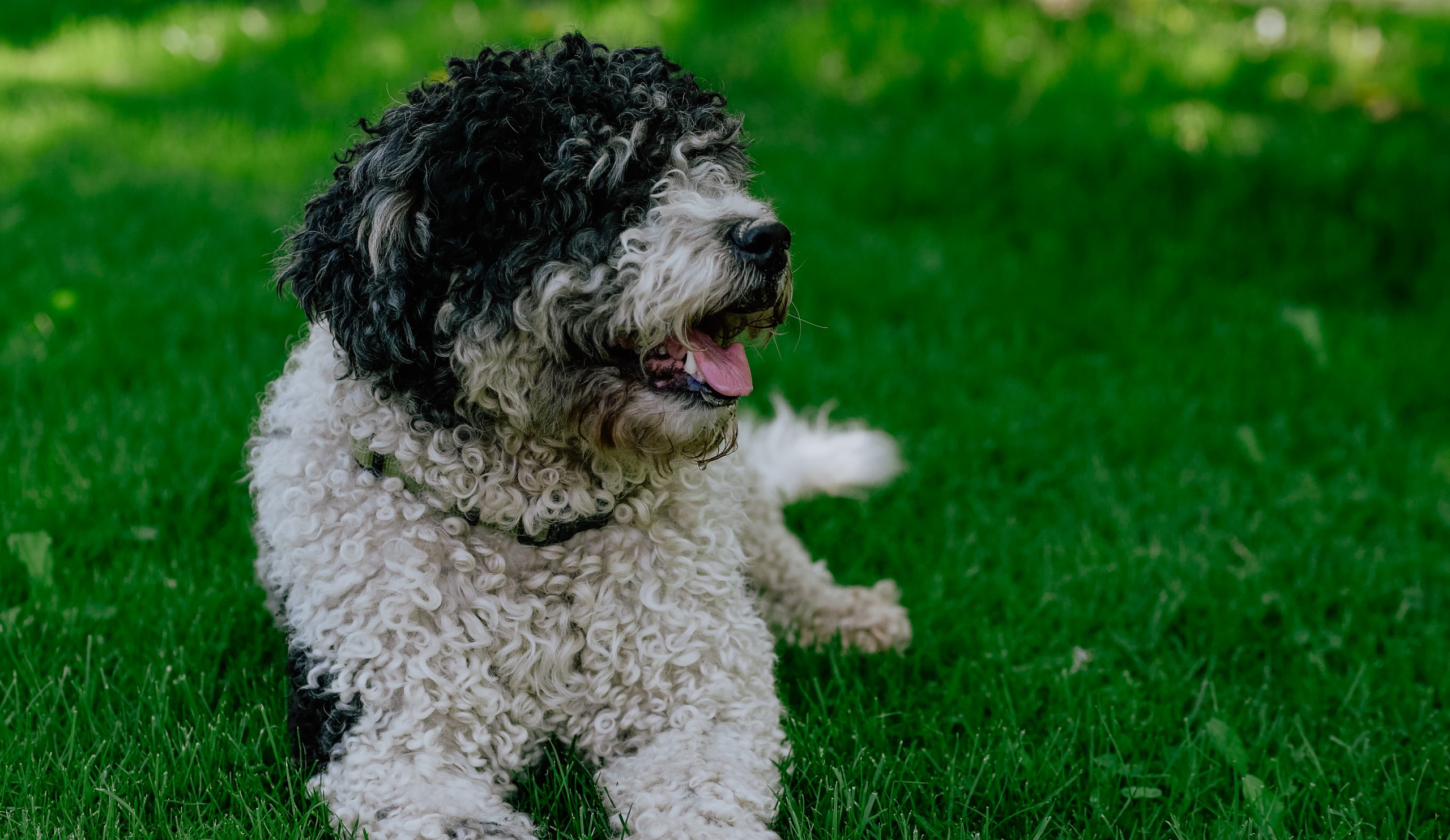 Gus the dog sitting in grass.