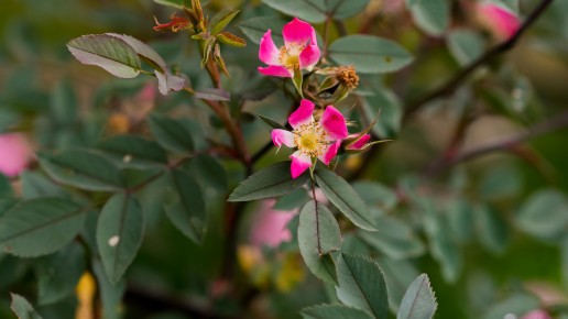 wild roses
