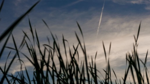 reeds on little lake