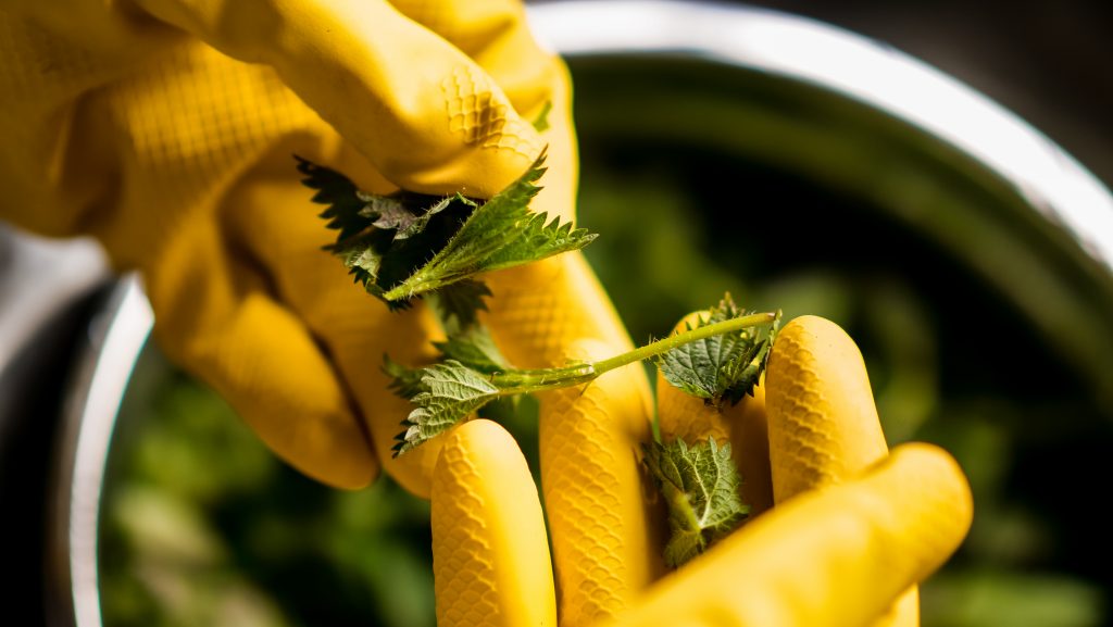 Stinging Nettle Sorting