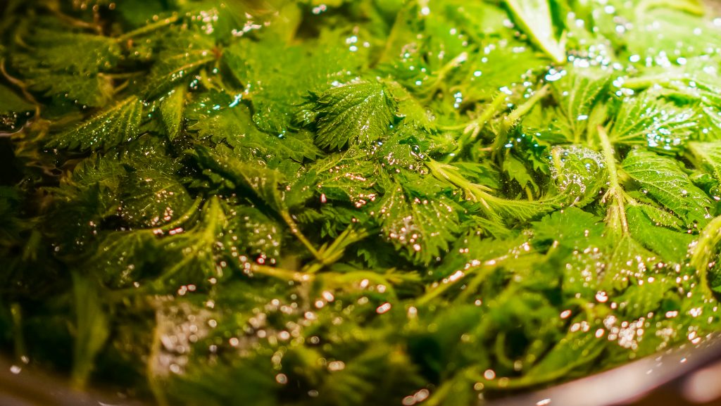 Stinging Nettles Cooking