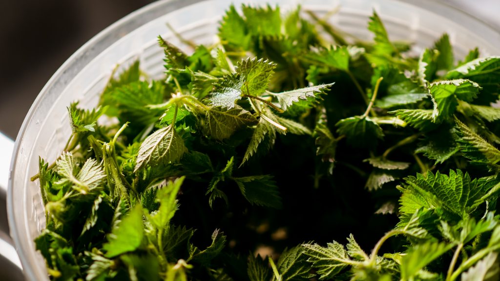 Stinging Nettles Drying