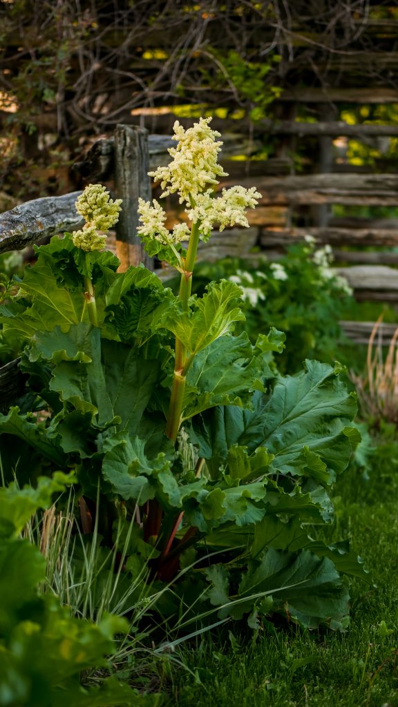 Rhubarb Stalk