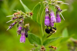 Comfrey and Bee