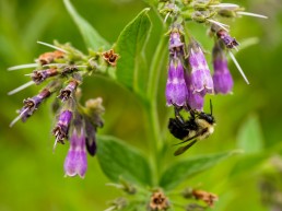 Comfrey and Bee