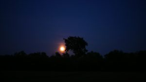 Moonlight at Dusk by Serena