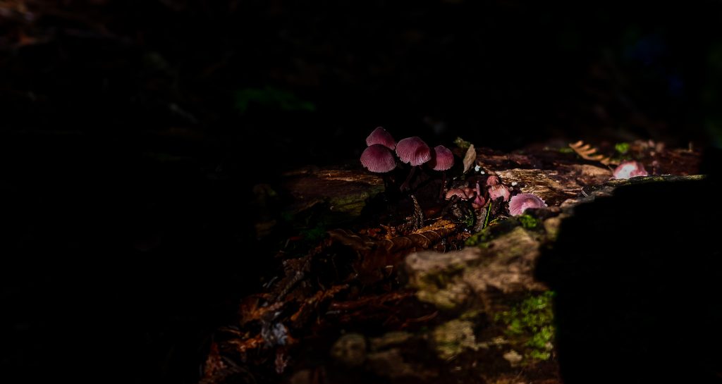 Mushrooms on a Log