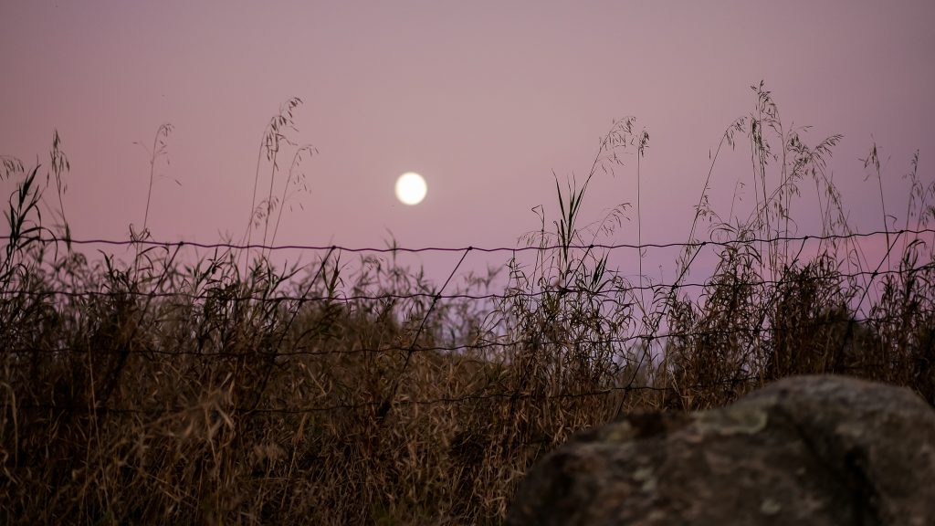 Moon and Grass