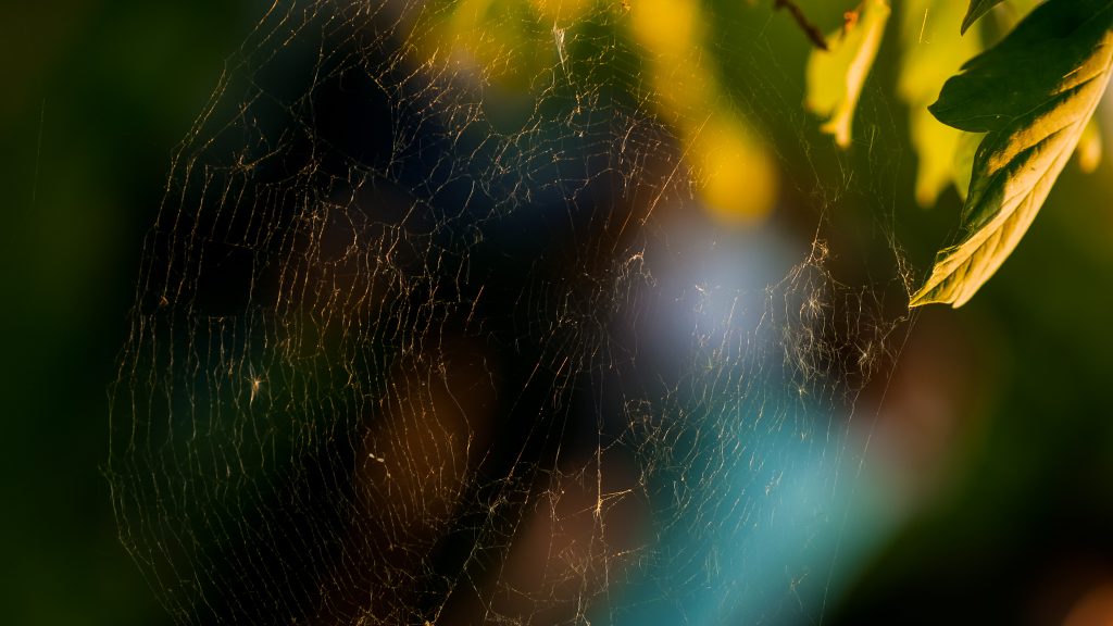 Cobwebs in the Sun