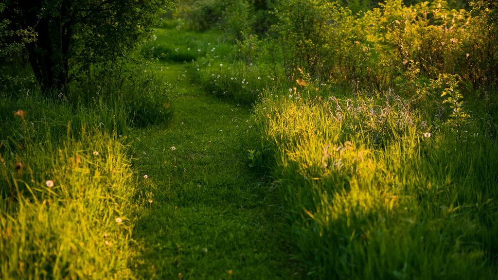 Grassy Path at Sunset