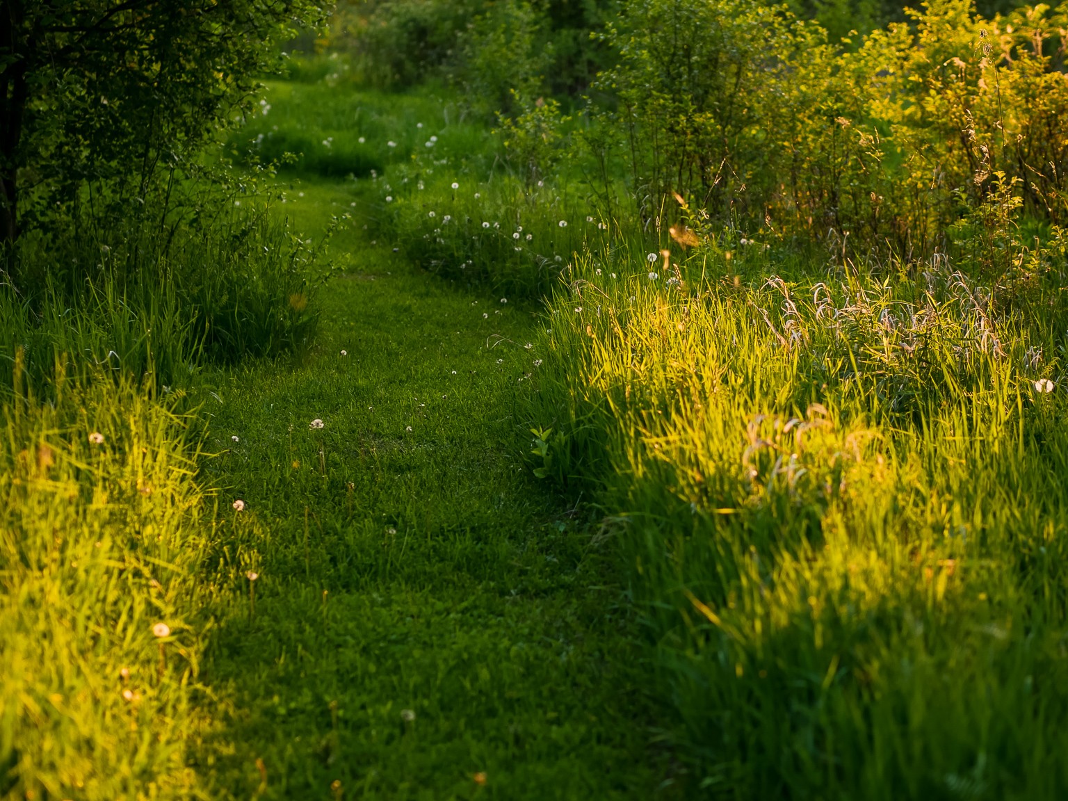 Grassy Path at Sunset