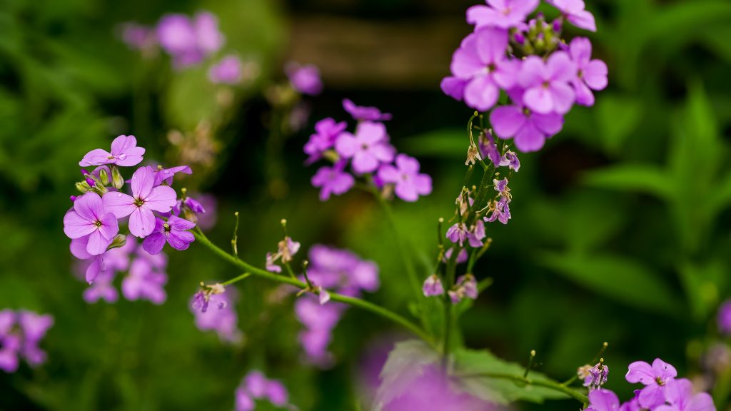 Phlox Flowers