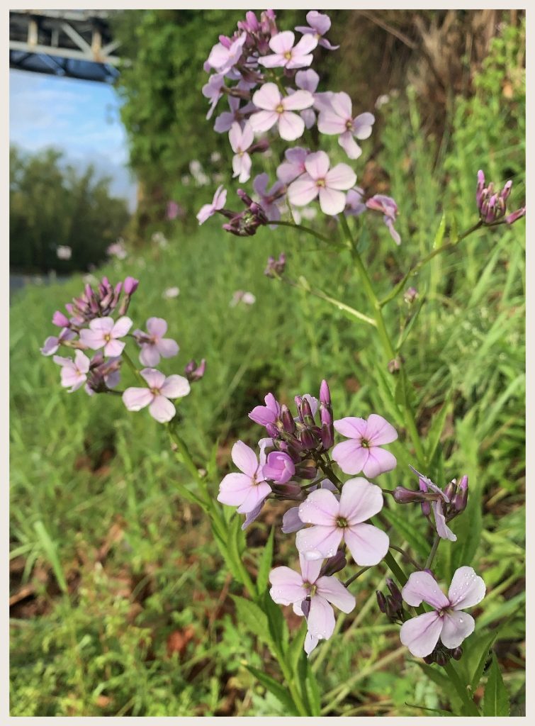 Phlox photo from Sophie Strand