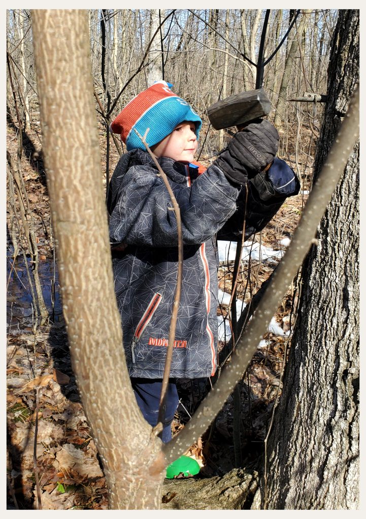 Maple Tapping with Kids