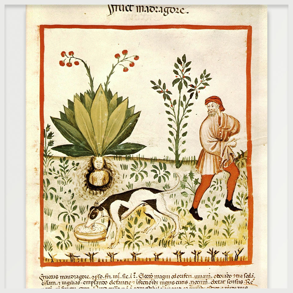 Mandrake Harvesting illustrated in the Tacuinum Sanitatis manuscript 1390