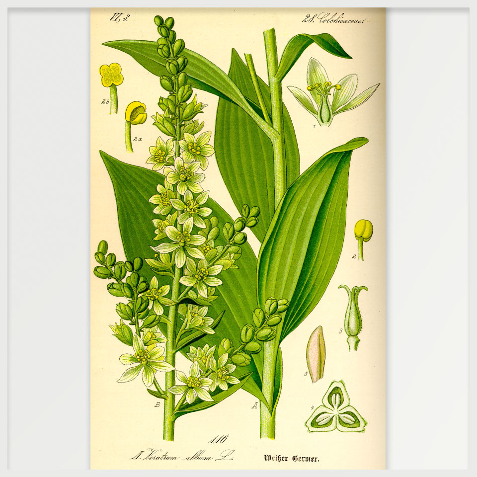 Veratrum Album