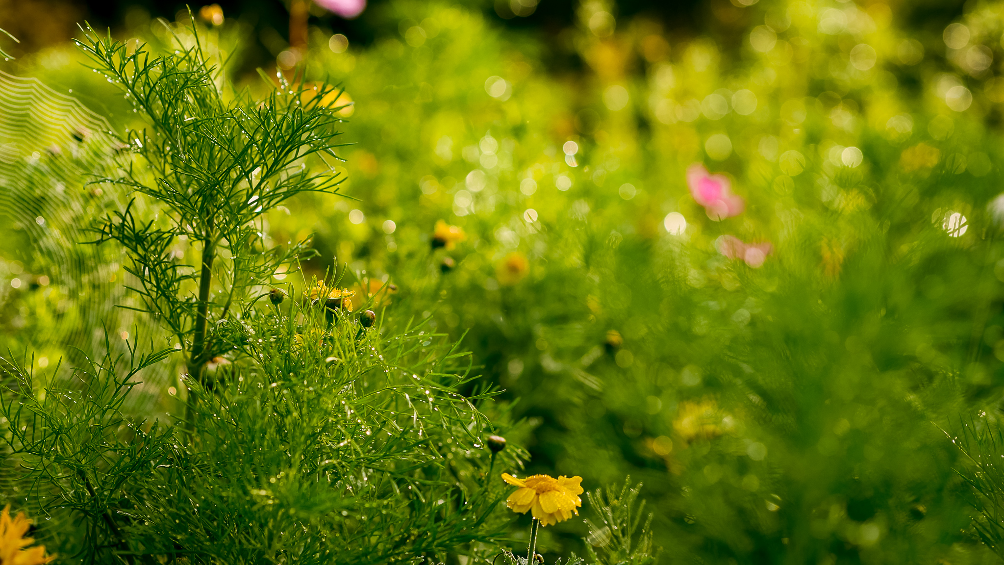 Wild Flower Patch