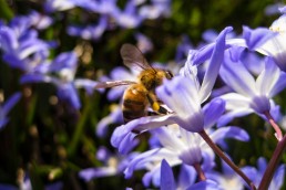 Bee in Spring Flowers