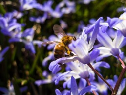 Bee in Spring Flowers