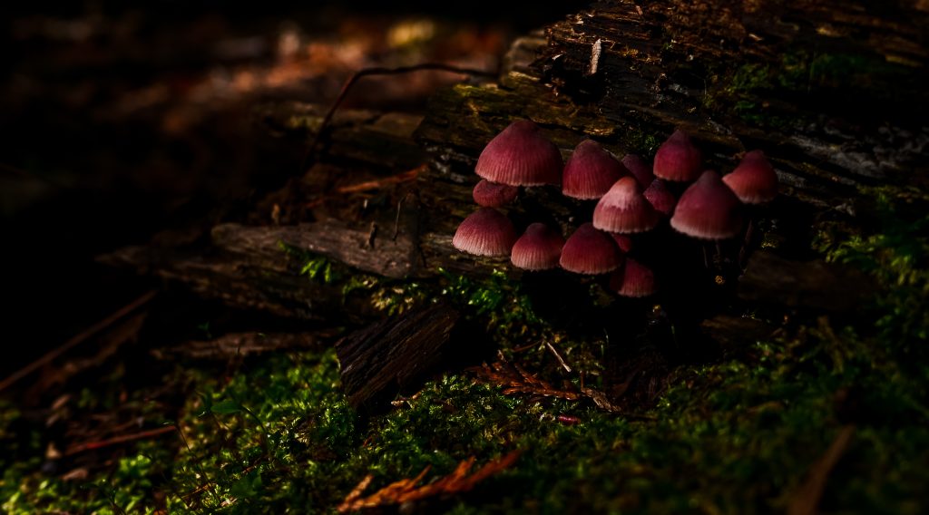 Pink woodland mushrooms