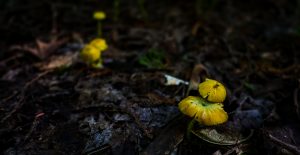 yellow forest mushrooms