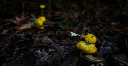 yellow forest mushrooms