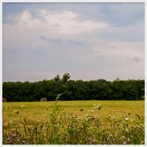 Field and Sky