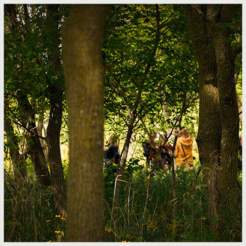 Herb Walk in the Woods