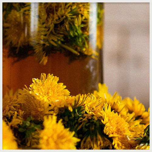 Dandelion Infusion