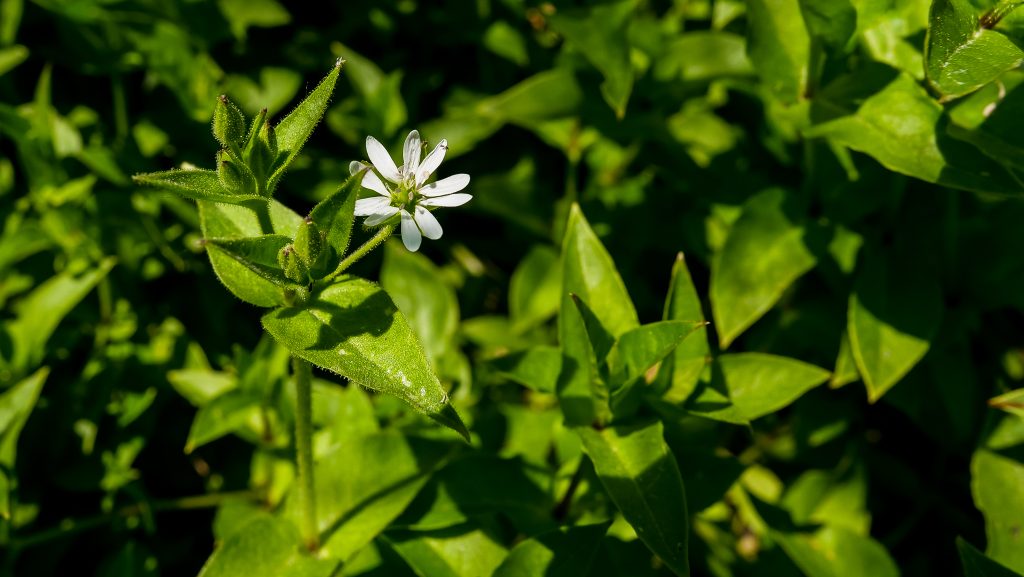 chickweed flower