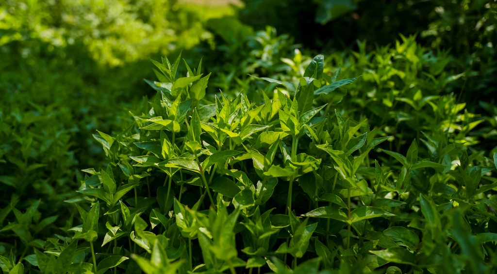 chickweed patch