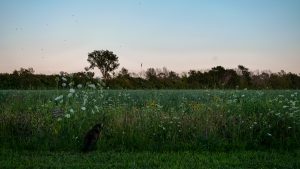 Field of Flowers and Lucy the Cat