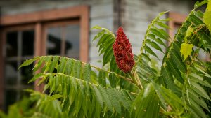 Sumac by the Shed