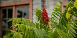 Sumac by the Shed