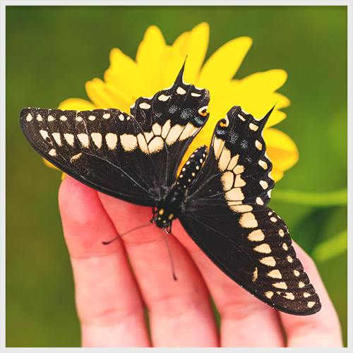 Butterfly on a hand