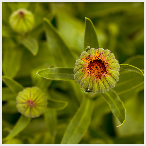 Calendula Buds