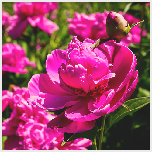 peony flowers