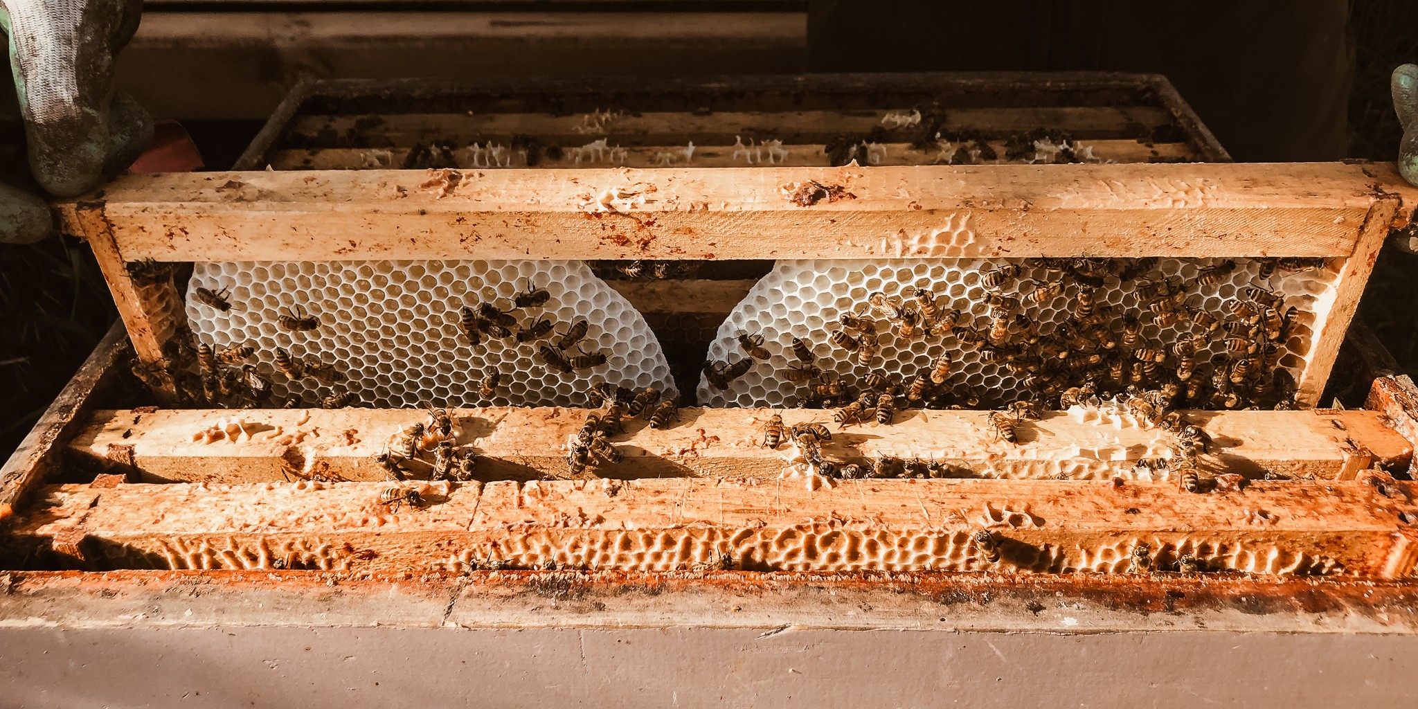 Inside the Bee Hive