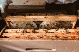 Inside the Bee Hive