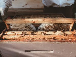 Inside the Bee Hive