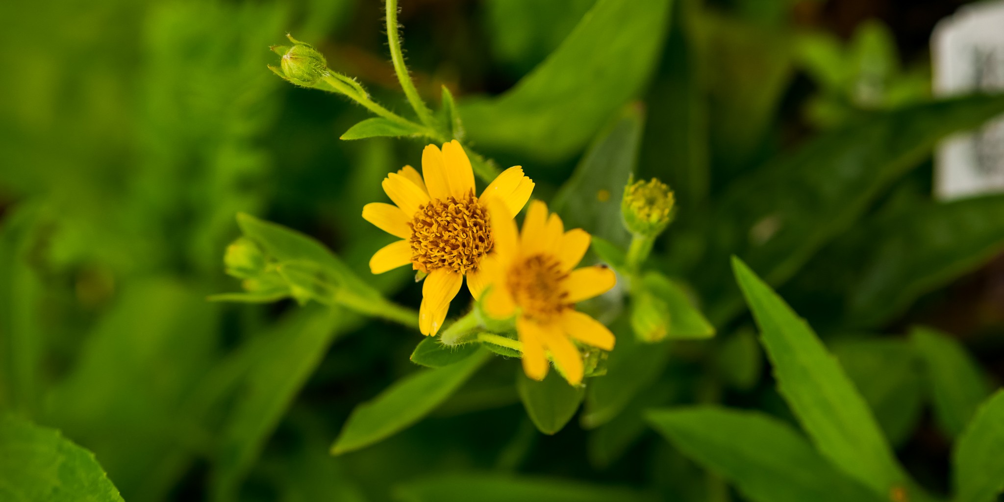 Arnica Flower