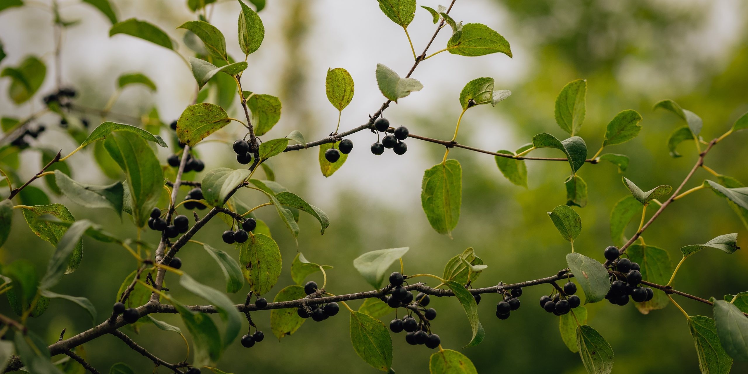 Buckthorn Tree