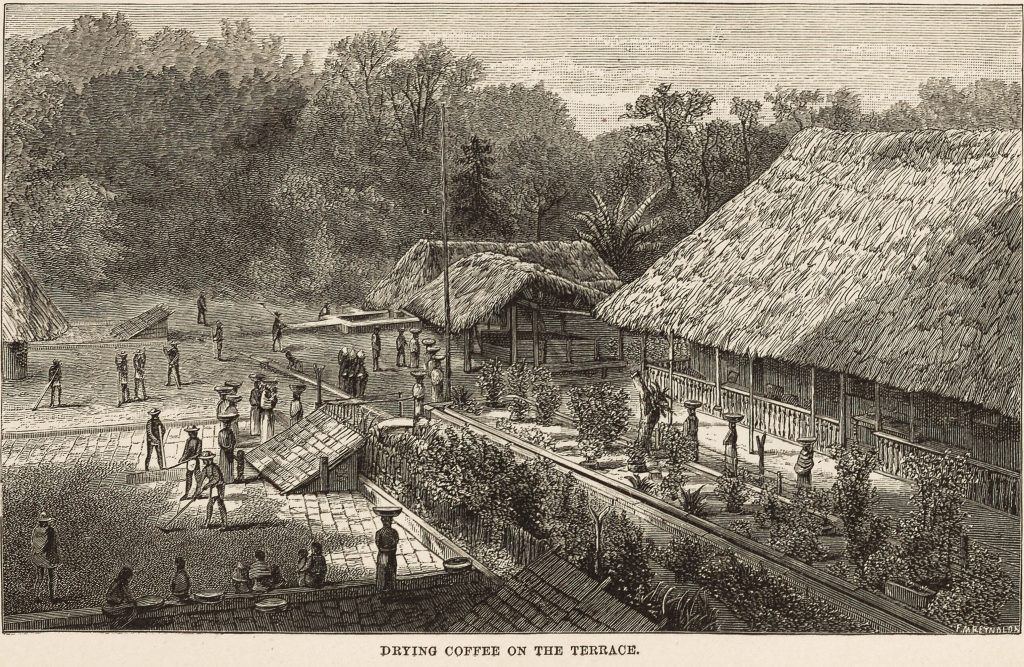 Coffee Plantation illustration from 1881