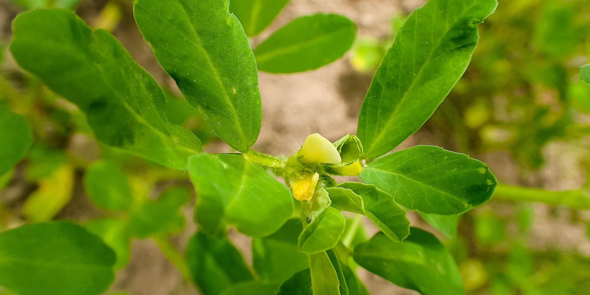 Fenugreek Image by Krzysztof Ziarnek