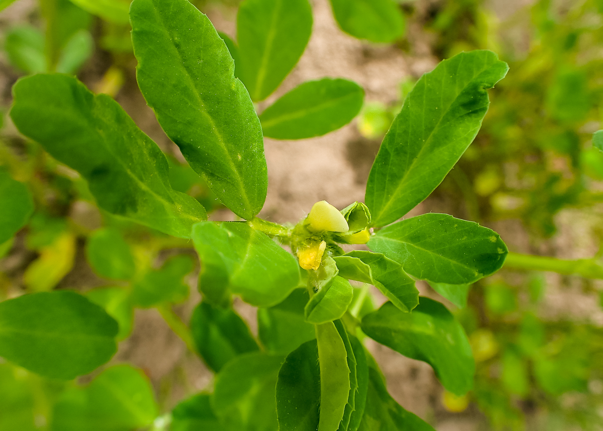 Fenugreek Materia Medica Everything Herbal